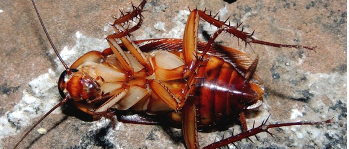 Permalink to: Deblattizzazione