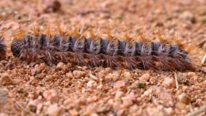 Processionaria-620x350