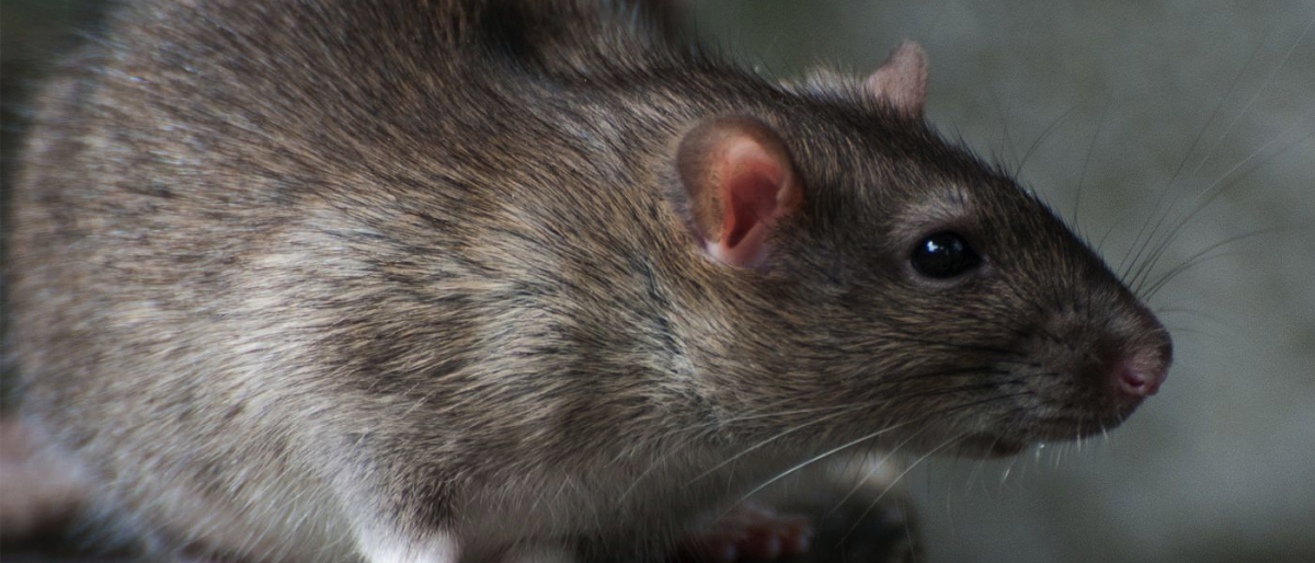 Permalink to: Derattizzazione